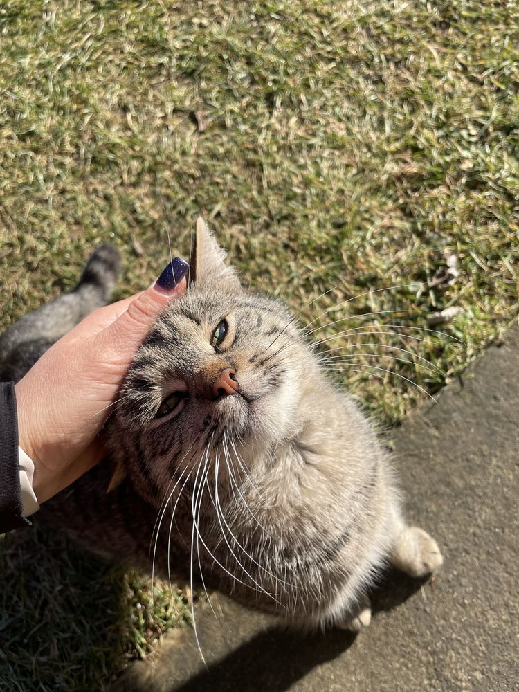 Котик в добрі руки