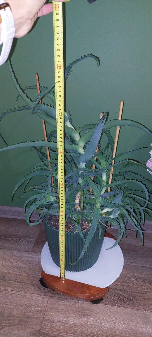 Wielki aloes z doniczką