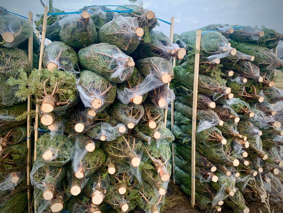 Drzewka Bożonarodzeniowe, Świąteczne Choinki,