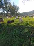 Cabras anas para venda