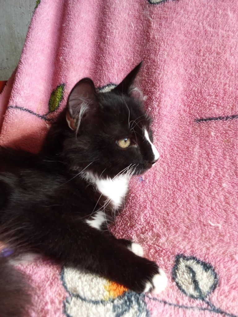 Pilne! Adopcja kotków z Charkowa