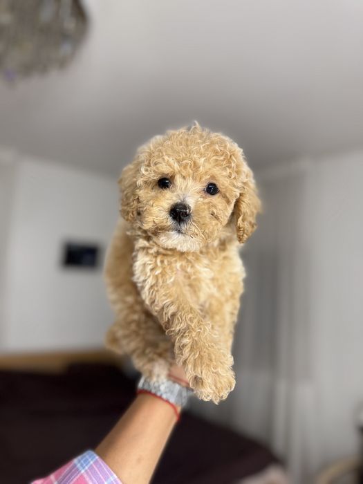 Мальтипу мальчик ф2