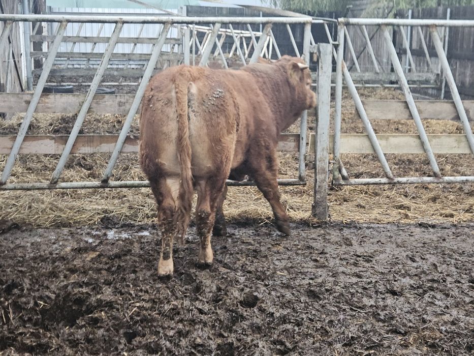 Sprzedam byczka limousine