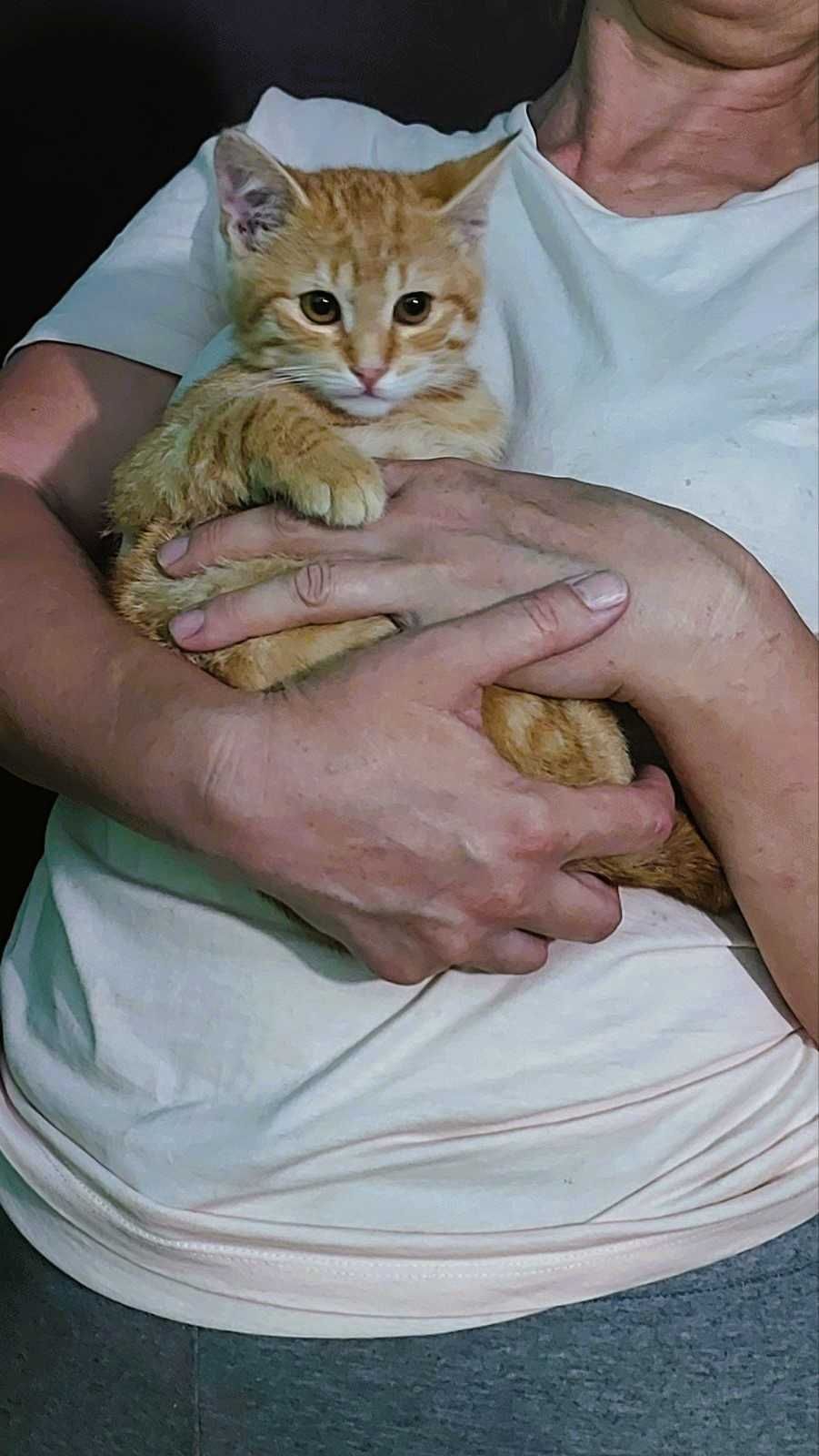 Рыжий котенок в добрые руки