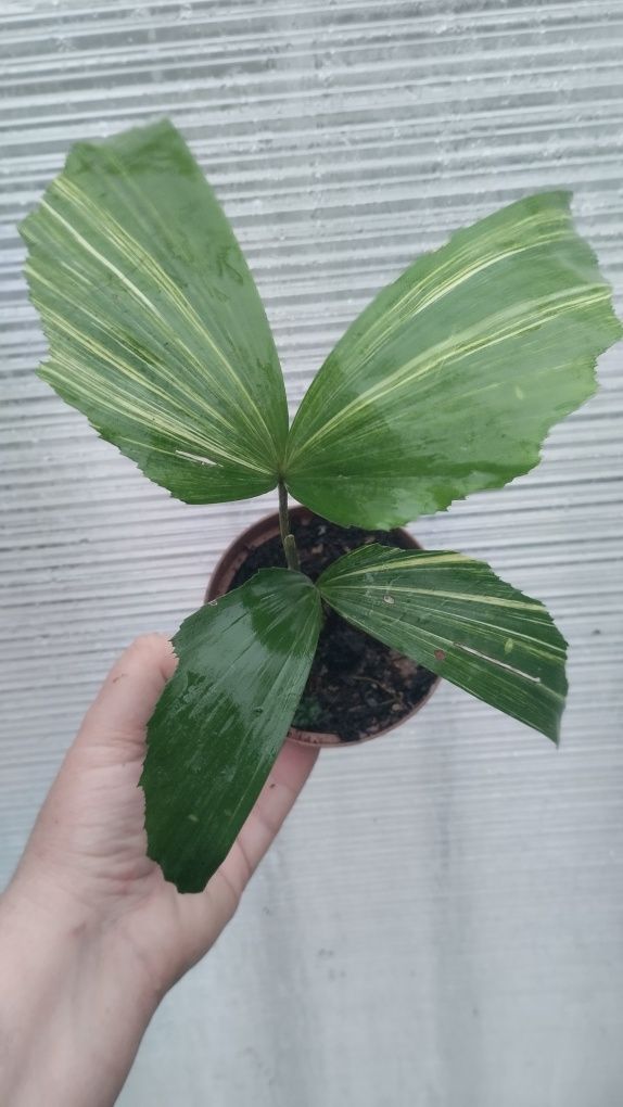 Пальма каріота caryota variegata