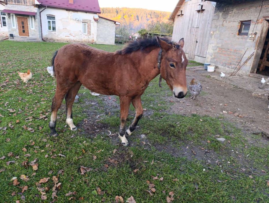 Продається лоша (він).