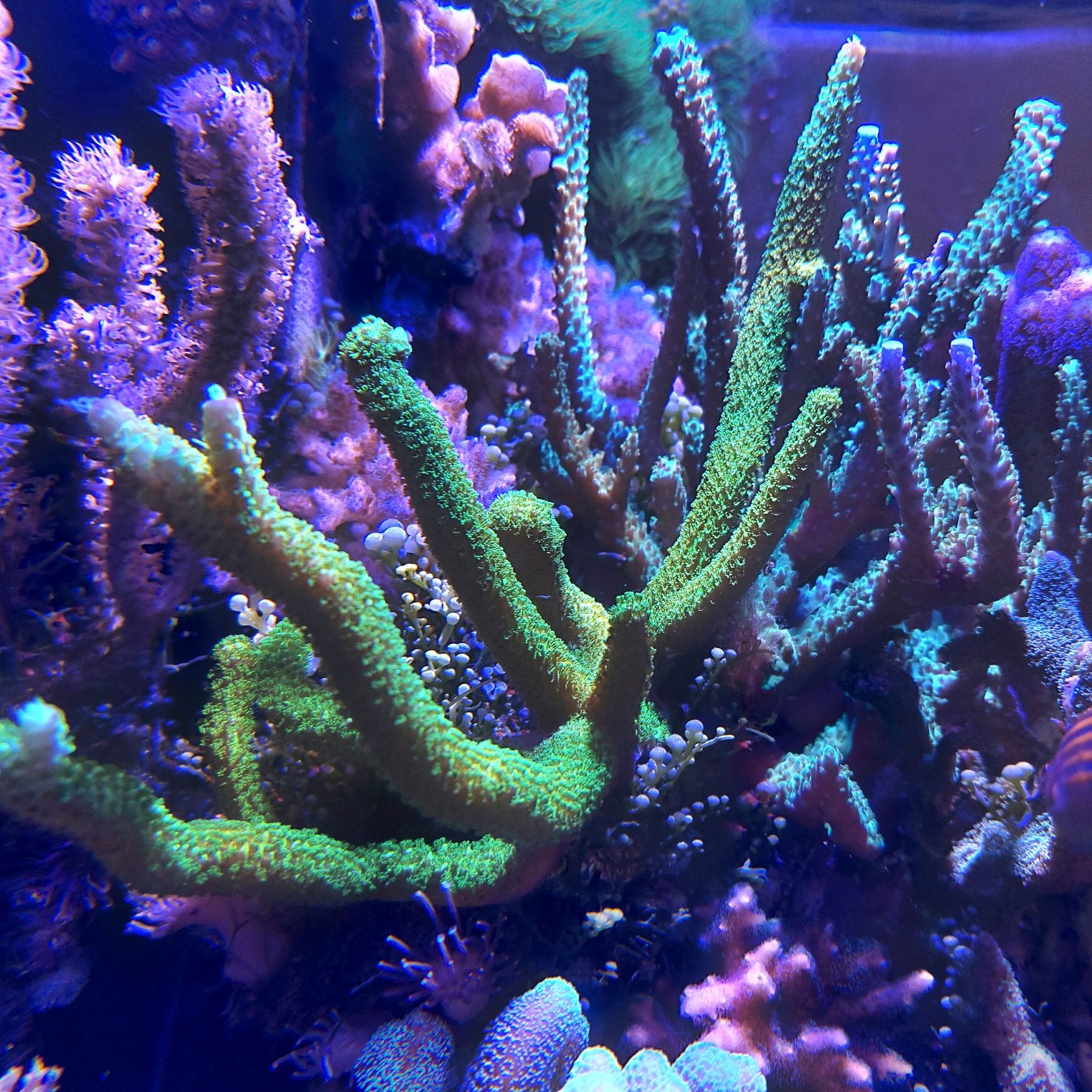 Acropora, akwarium morskie koralowiec