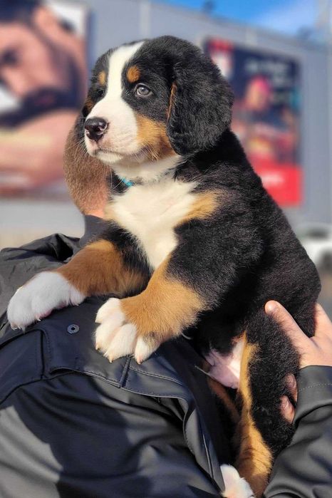 Щенки бернского зенненхунда