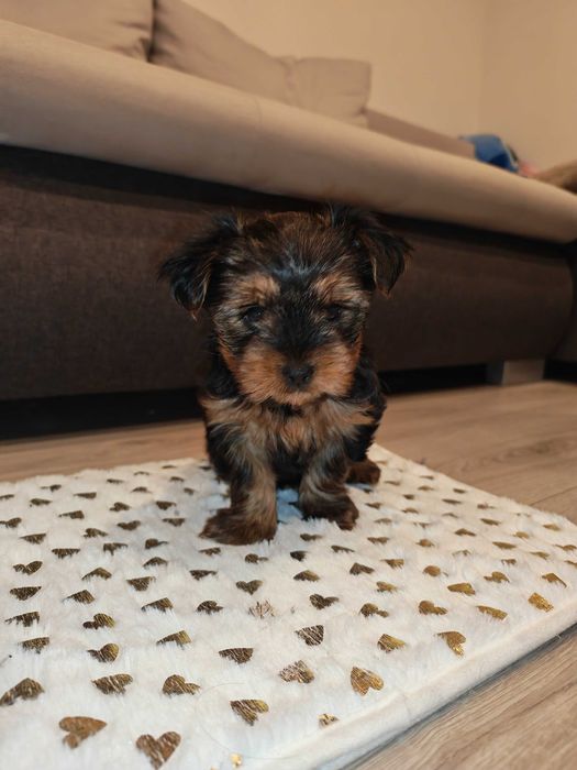 Piękna Suczka Yorkshire terrier