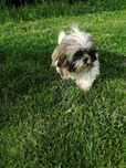 Shih tzu tricolor
