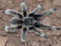Tliltocatl albopilosus (Syn.: Brachypelma albopilosum) паук птицеед