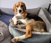 Лежак лежанка для собак 60х40 см. люкс качество + Подарок