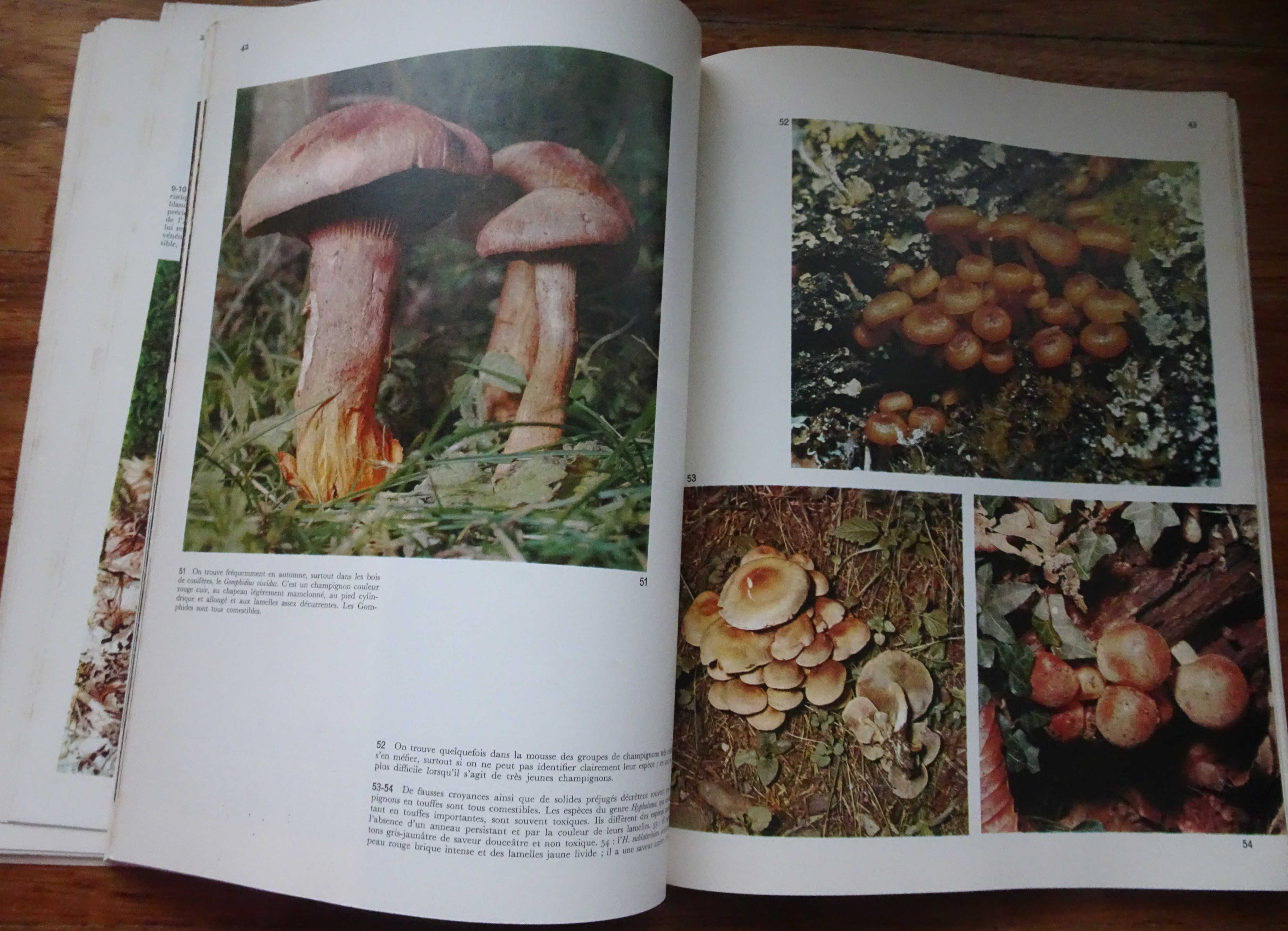 Os Cogumelos (Les Champignons)