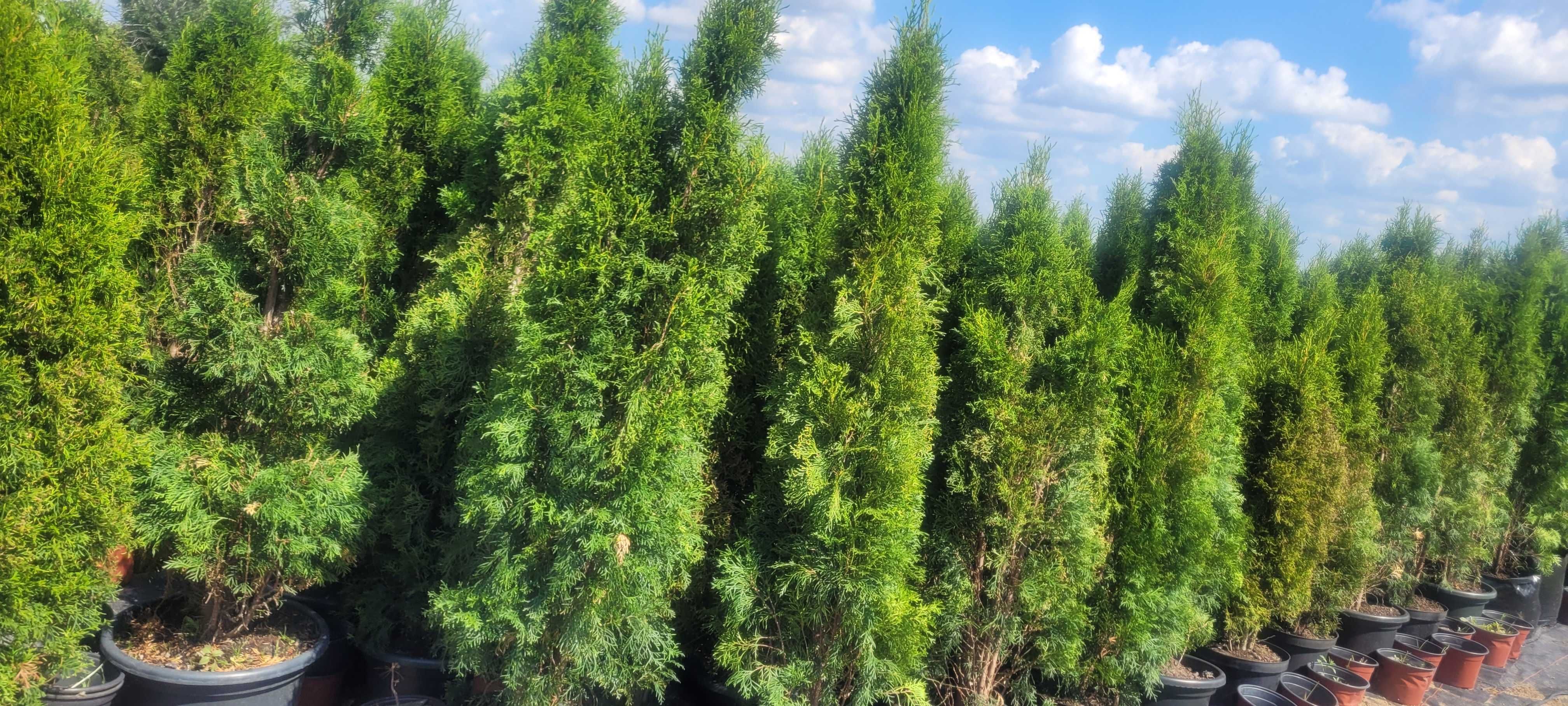 Tuja Thuja  Szmaragd tuje  kopana gruba 140cm 150cm 160 cm