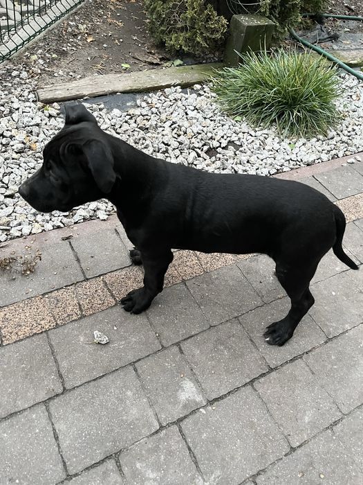 Suczka rasy Amstaff