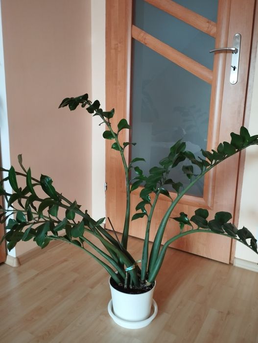 Zamiokulkas zamiolistny piękna roślina 8 letnia