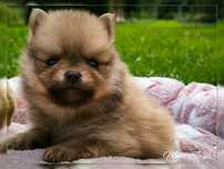 Śliczny samiec Szpic Miniaturowy pomeranian TOP Boo