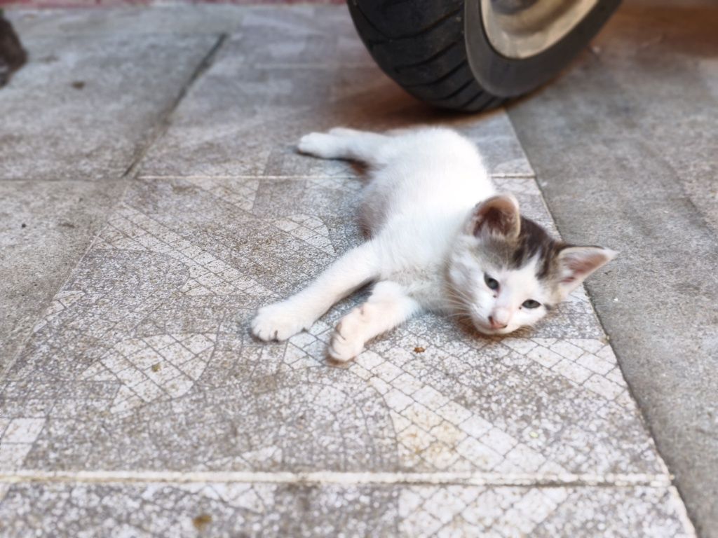 Da se gatinhos bebés para família responsável