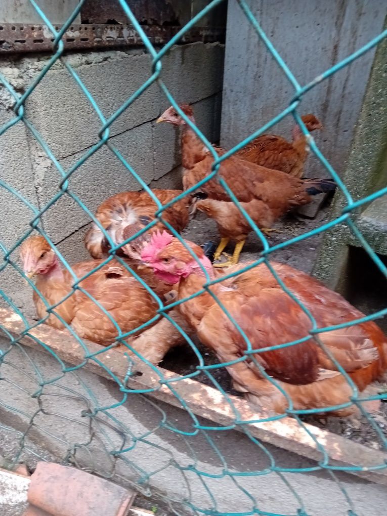 Frango do campo caseiro