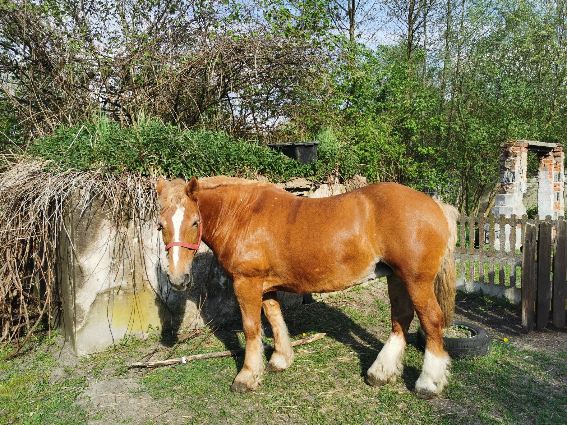 Kucyk, kucyki, koń