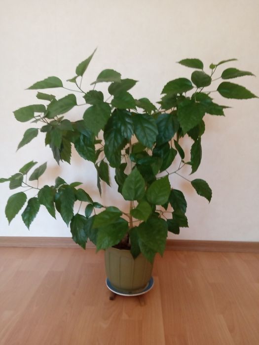 Квітка    Гібіскус (Китайська роза)