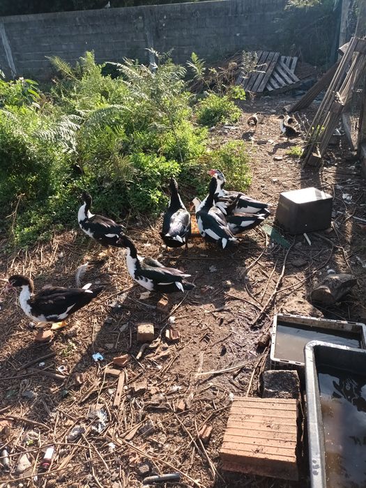 Patos mudos para venda