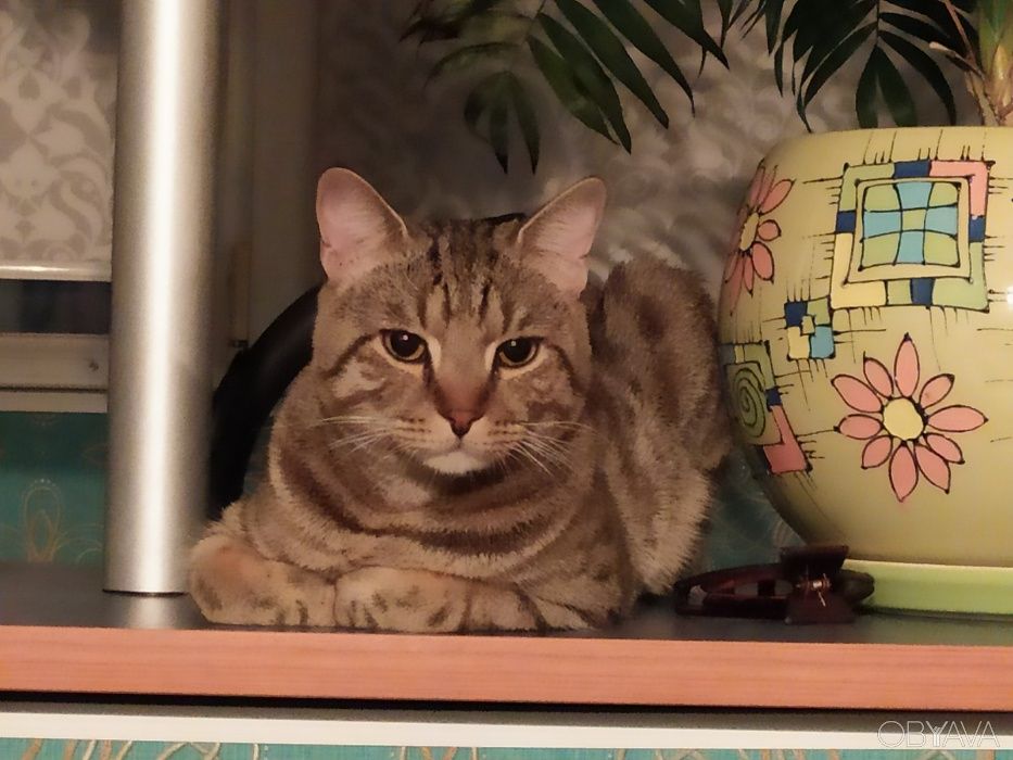 Вязка кот Британец Скоттиш Страйт