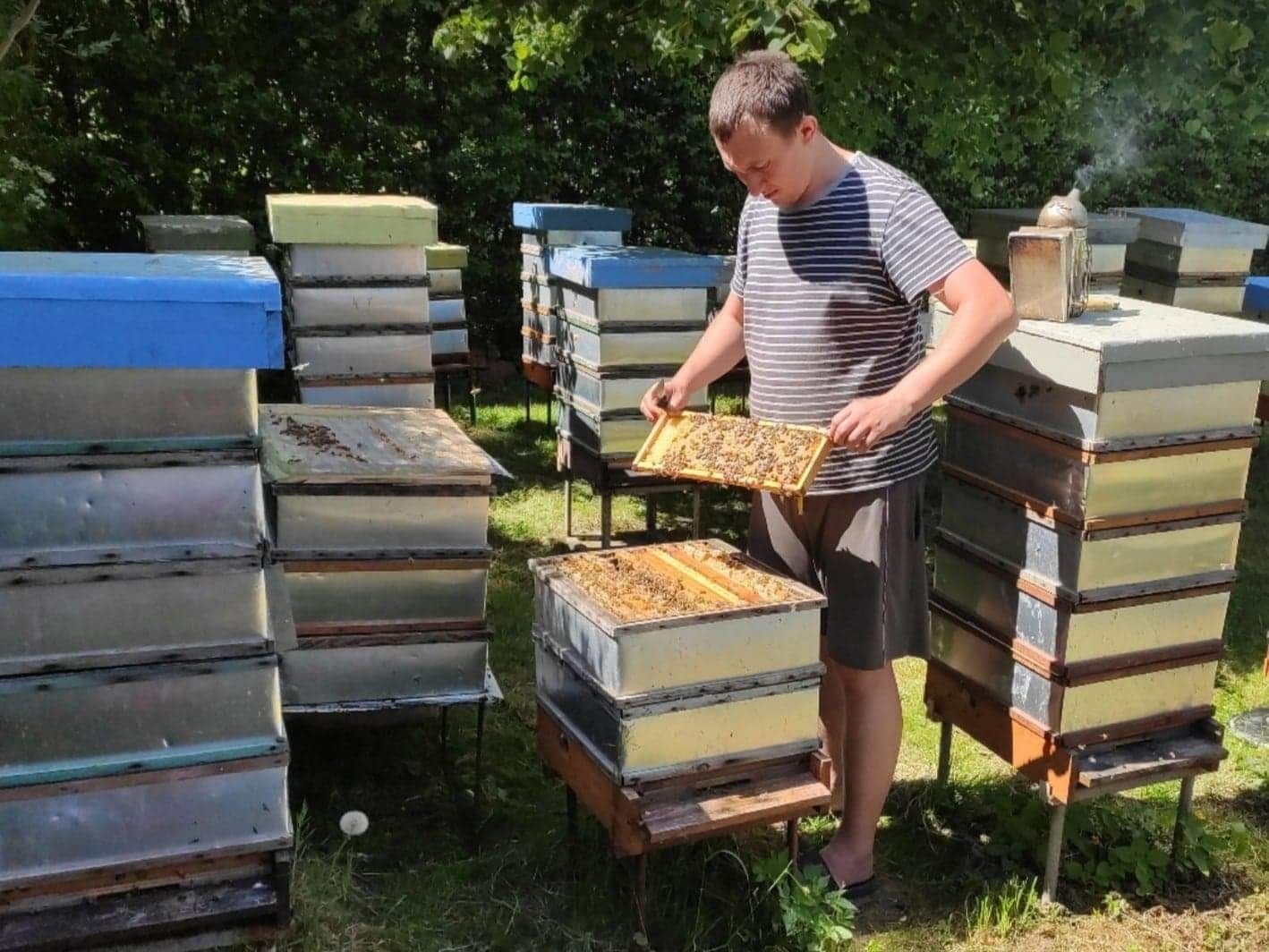 5+1 gratis Matki pszczele ALPEJKA Pasieka Wolinia