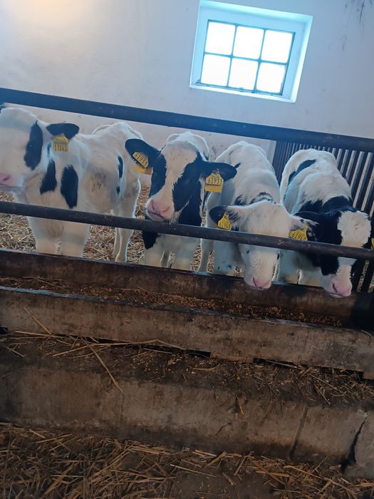 Byczek cielak żarłak