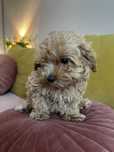 Piesek maltipoo, do odbioru, tata FCI