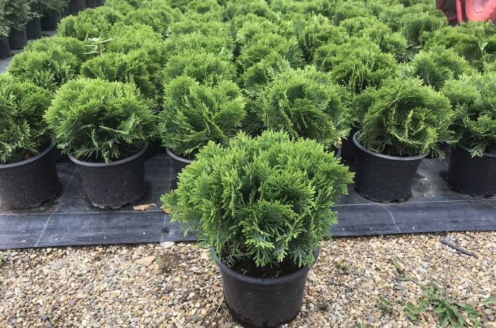 Туя шаровидна даника