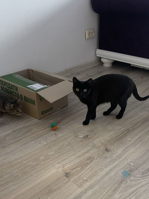 Кошенята хочуть в добрі руки