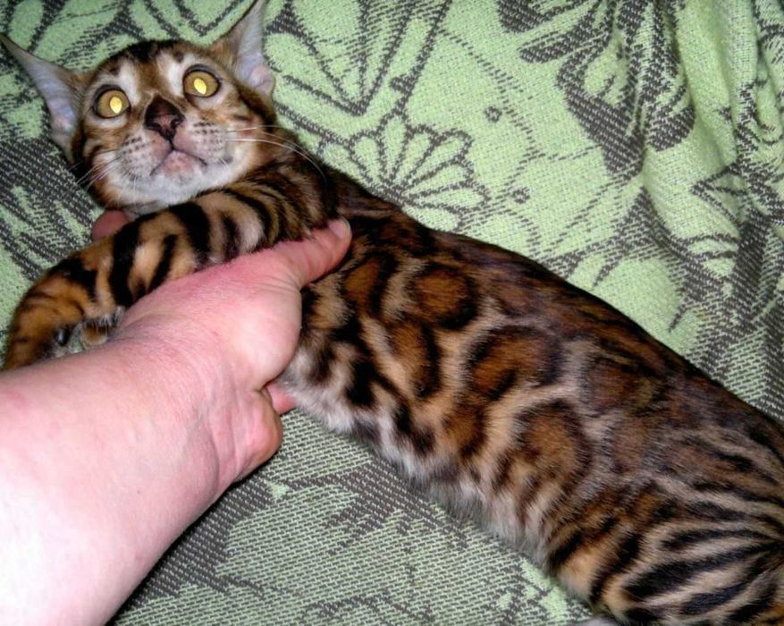 Ексклюзивний BENn24 червоний бенгальський хлопчик