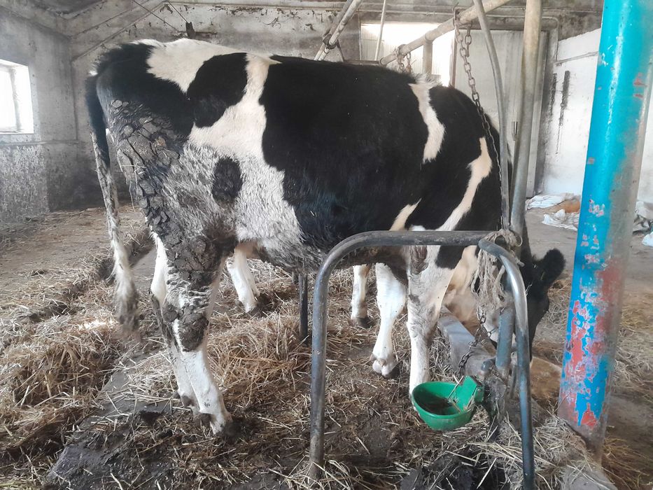 Jałówka cielna typ mleczny termin 10 stycznia