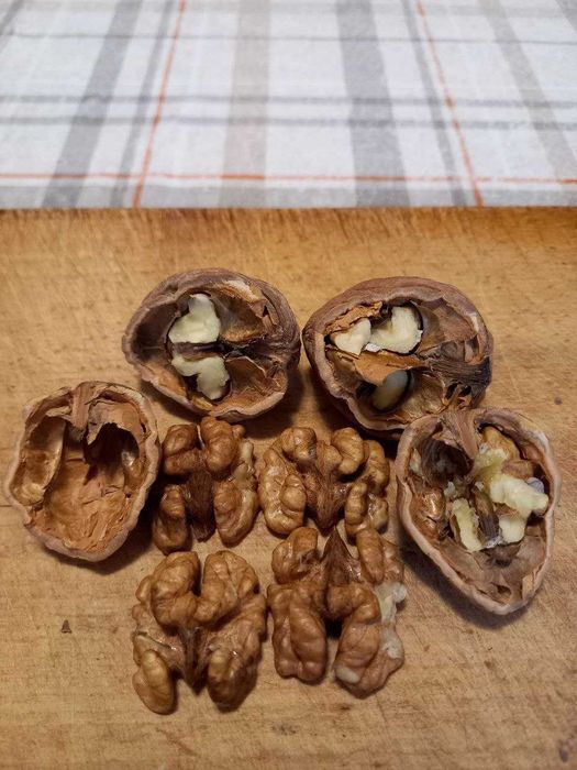 Продам волоський горіх 2025 року