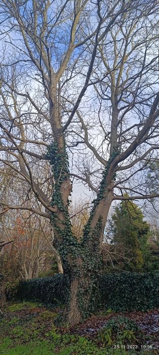 Drzewo Orzech Wloski