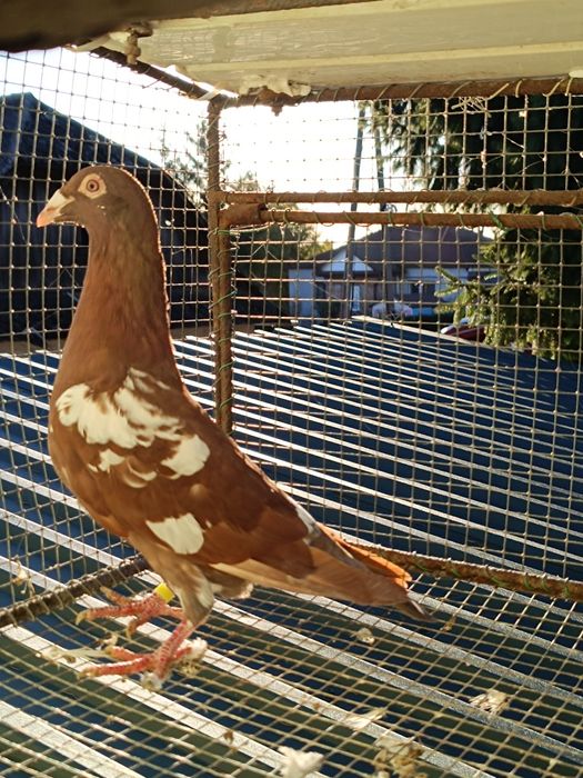 Gołębie pocztowe mulemansy