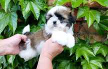 Shih Tzu Macho, FAÇO ENTREGA