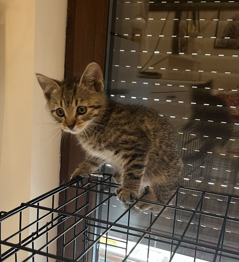 Leo malutki kotek do adopcji