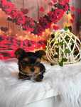 Śliczna słodka księżniczka Yorkshire Terrier XXS Mini uroda laleczki