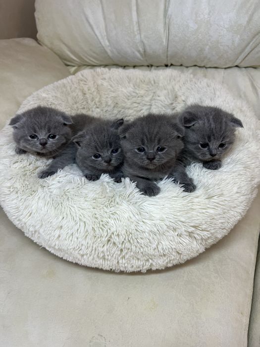 Британські блакитні кошенята