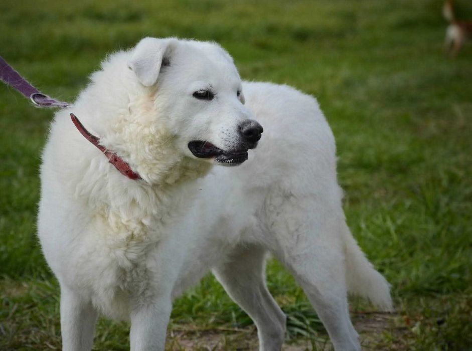Piękna biała Lisa w typie goldena szuka domu
