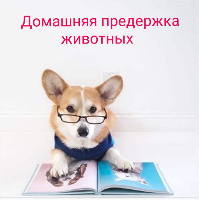 Передержка животных!