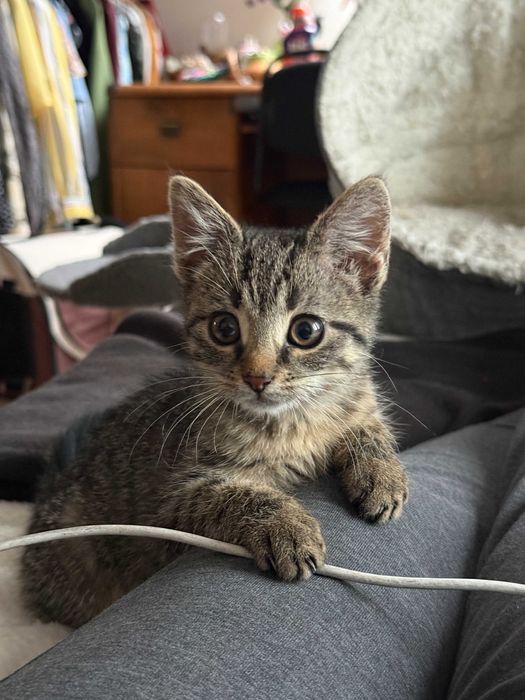 oddam kotka, kotek do adopcji