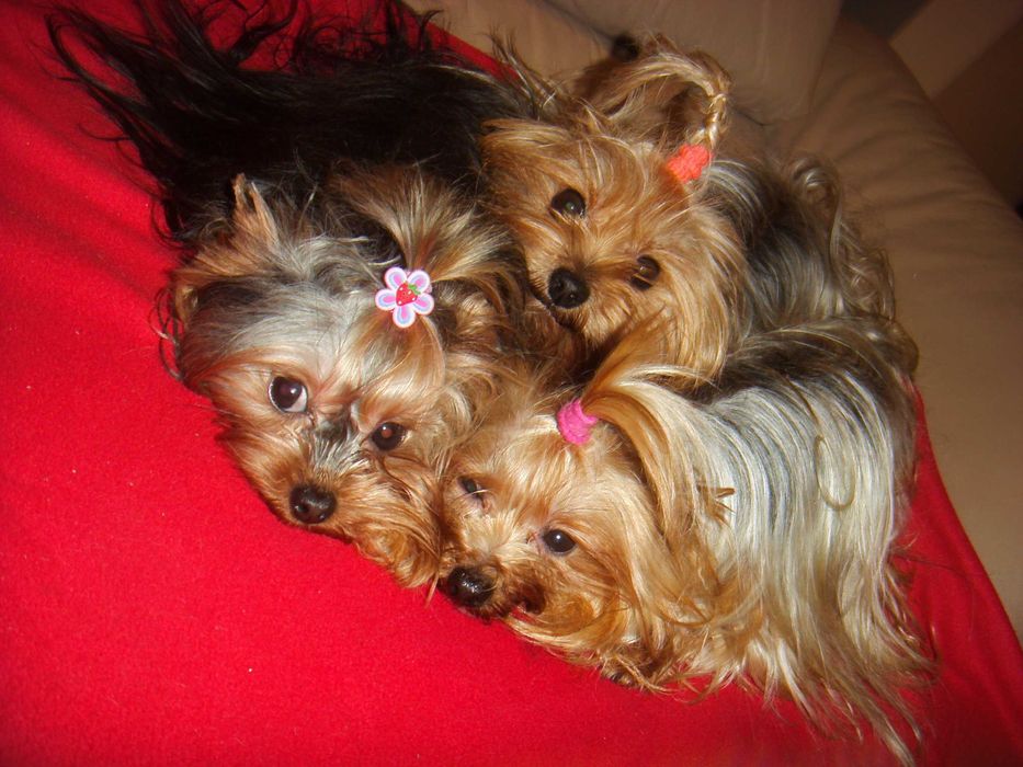 York mini suczka Warszawa yorki