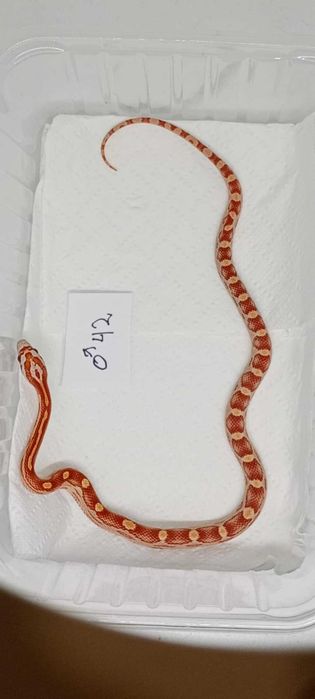 wąż zbożowy - samiec ultramel motley 66% ph. scaleless