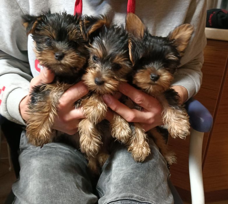 York Piesek Szuka Domu