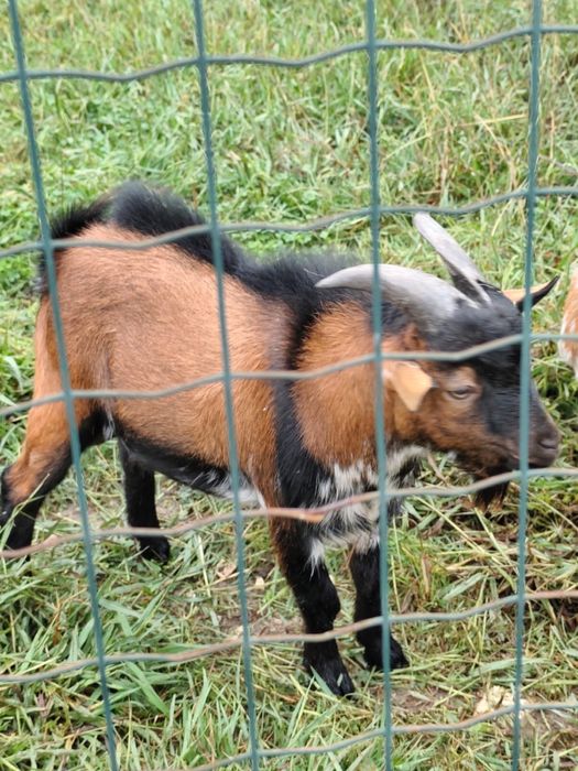Vendo carneiro anao