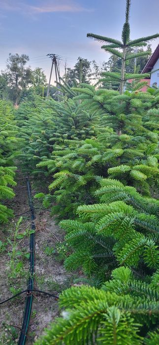 Sprzedam Jodłę Kaukaską w Donicy wys. od 150-200 cm