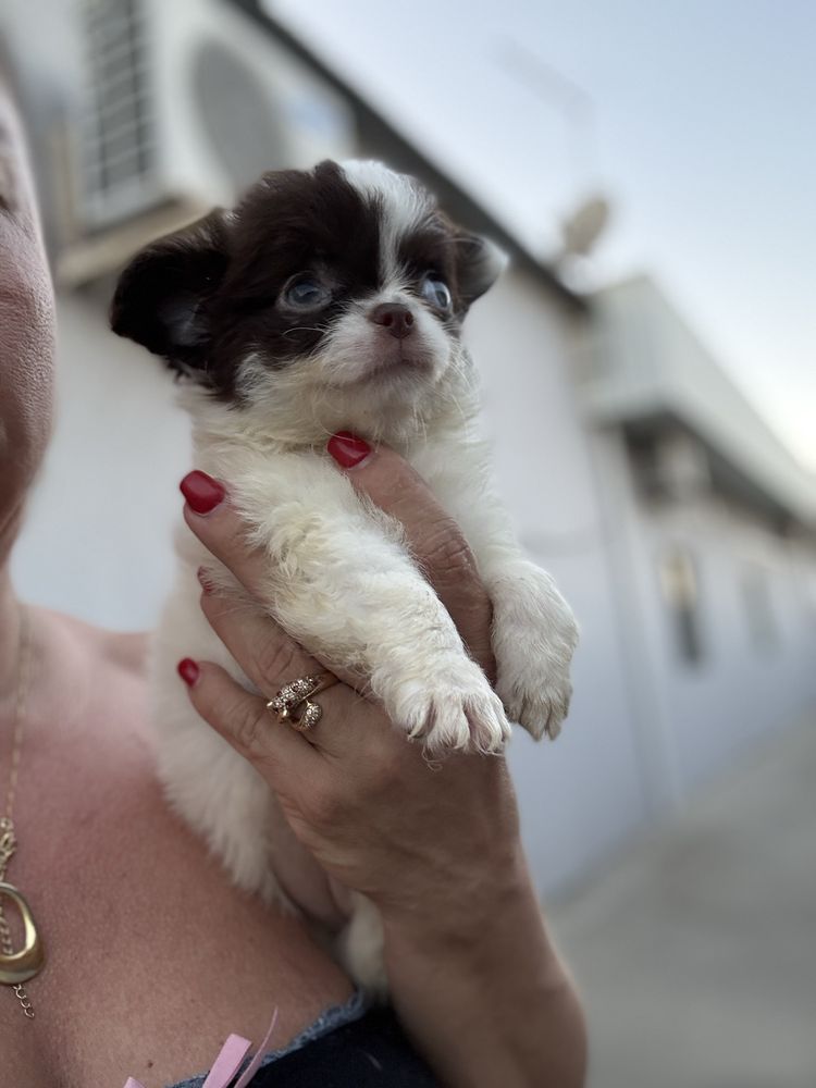 Lindissima Mini Menina chihuahua  pêlo longo